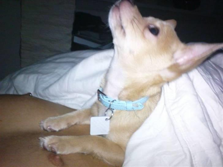 Chihuahua Tonser *HIMMELHUND* - Sagde du der var en flue? billede 7
