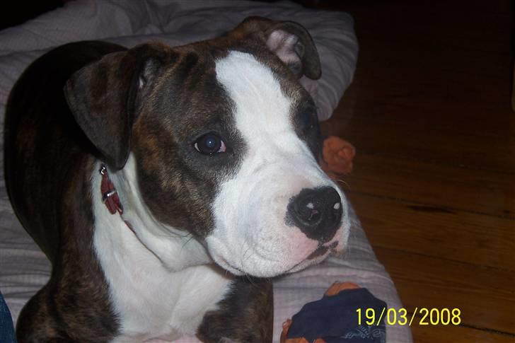 Amerikansk staffordshire terrier Düchezz billede 1