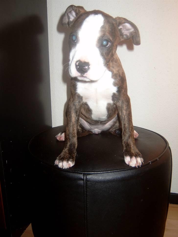 Amerikansk staffordshire terrier Düchezz billede 2