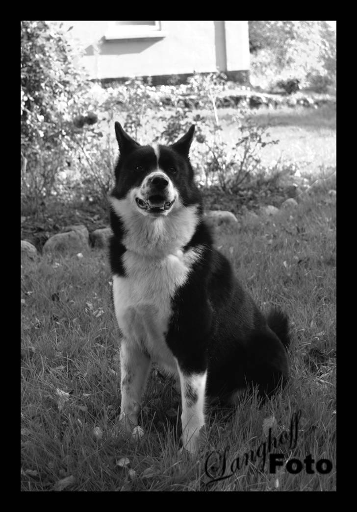 Karelsk bjørnehund Bipes Night's in white Satin *Liva* billede 8