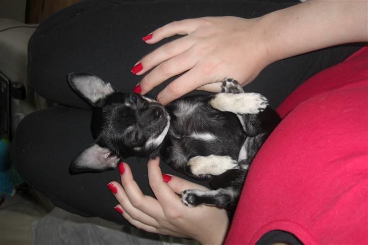 Chihuahua Malou billede 1