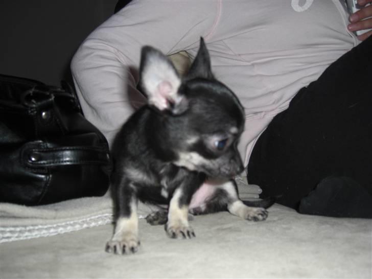 Chihuahua Malou billede 2