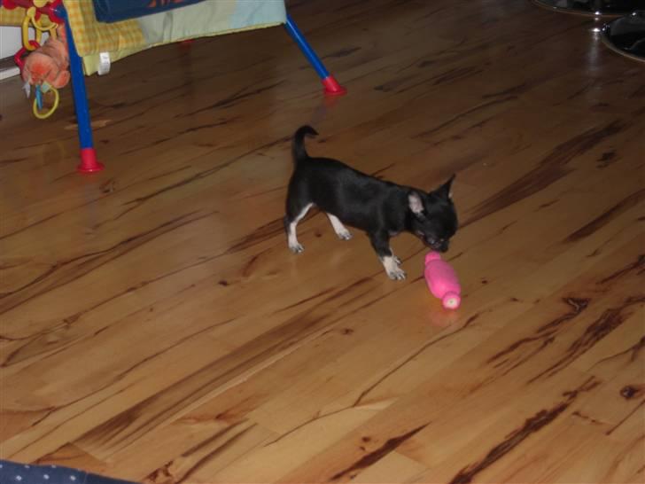 Chihuahua Malou billede 3