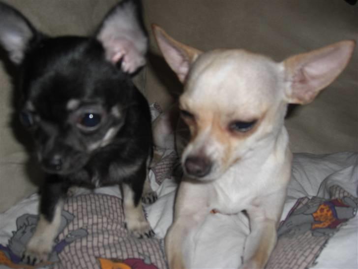 Chihuahua Malou billede 4