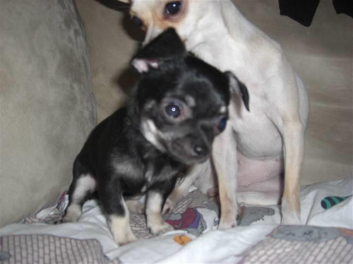 Chihuahua Malou billede 5