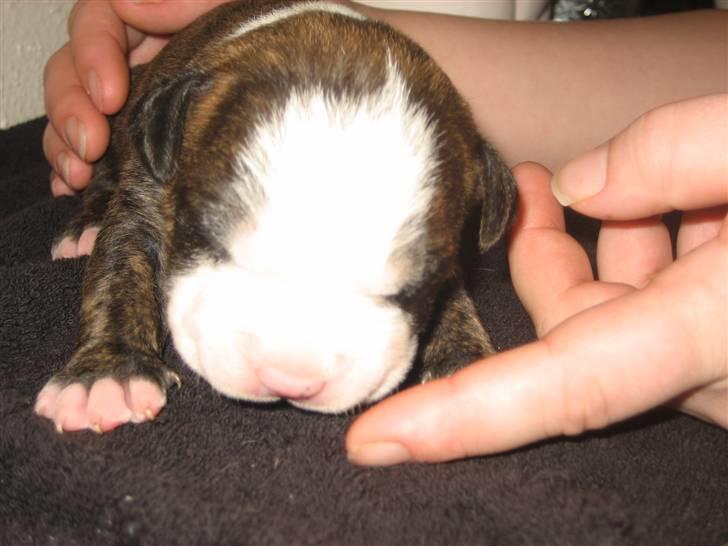 Amerikansk staffordshire terrier Düchezz billede 3