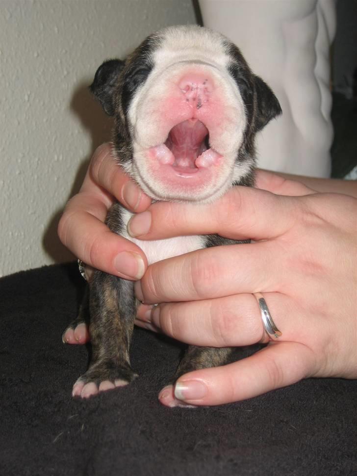 Amerikansk staffordshire terrier Düchezz billede 4