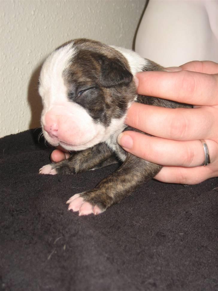 Amerikansk staffordshire terrier Düchezz billede 5