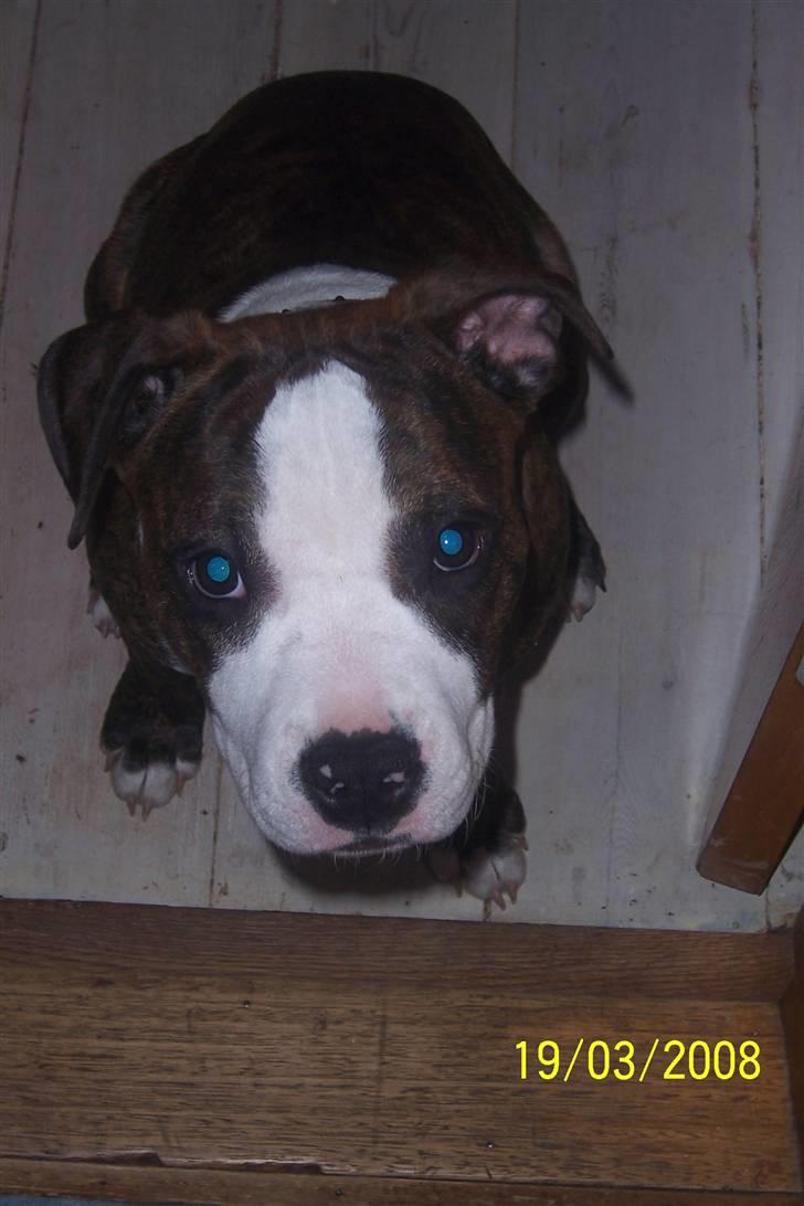 Amerikansk staffordshire terrier Düchezz billede 6