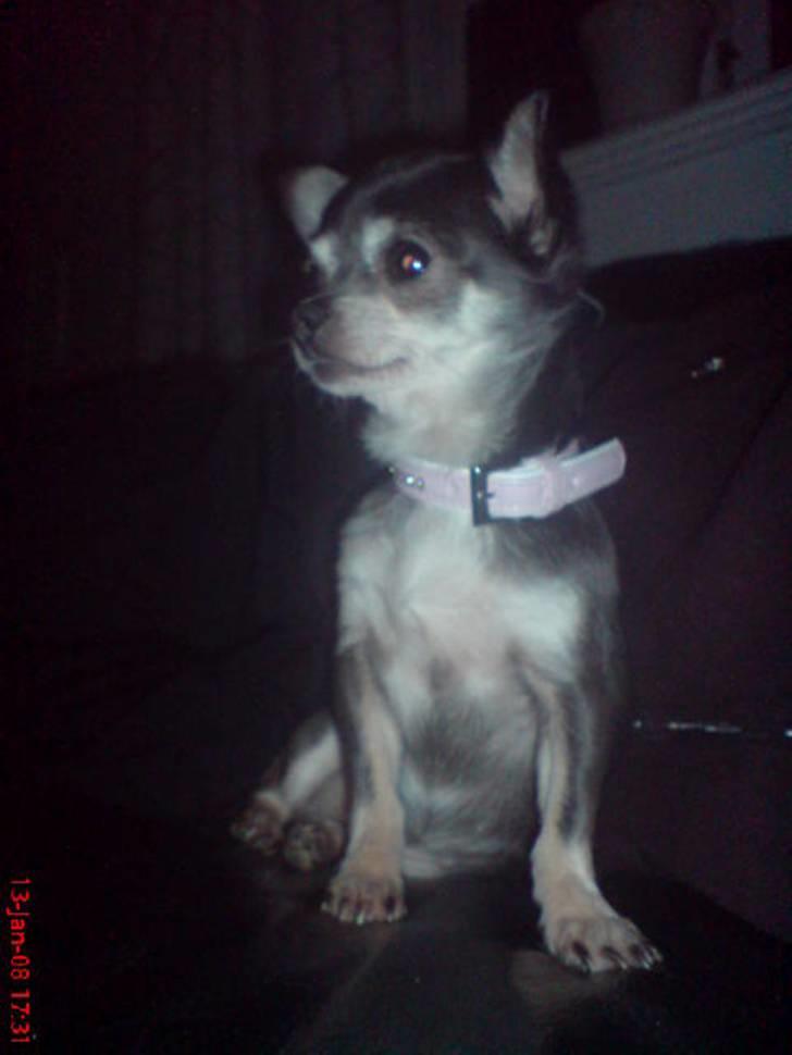 Chihuahua Amàlka billede 1