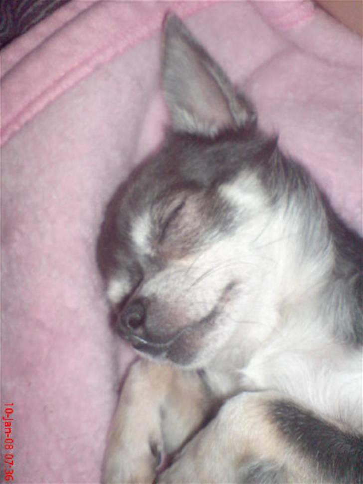 Chihuahua Amàlka billede 2