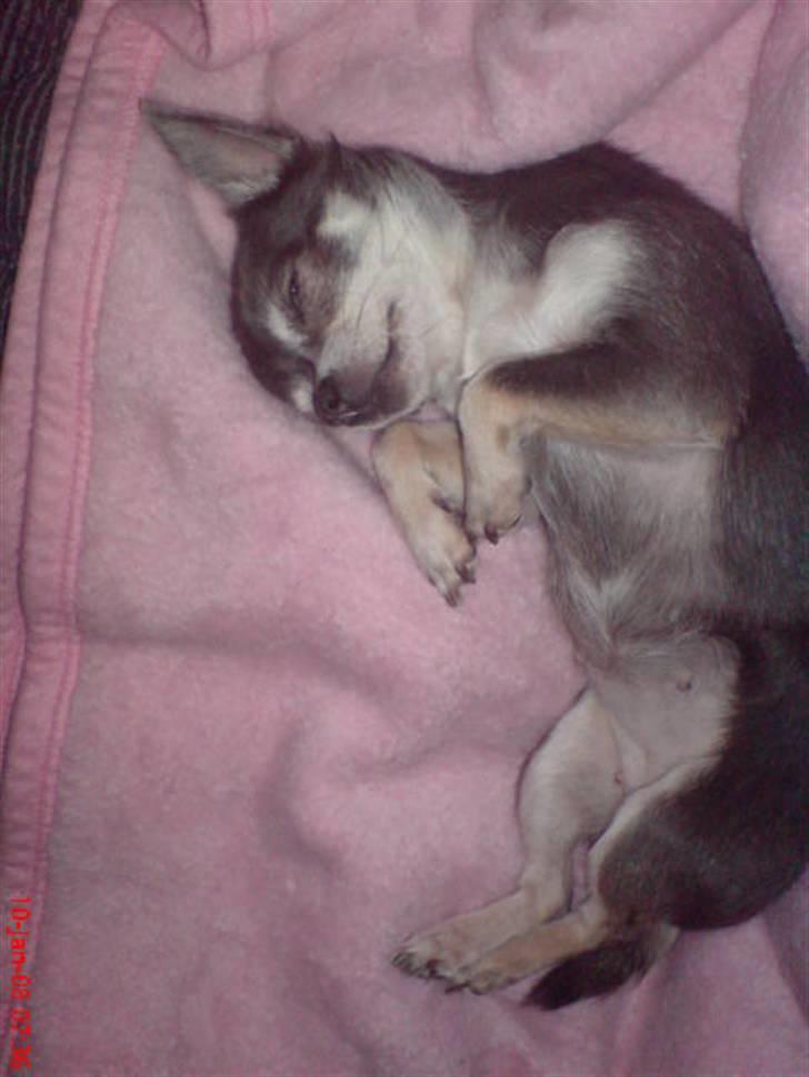 Chihuahua Amàlka billede 3