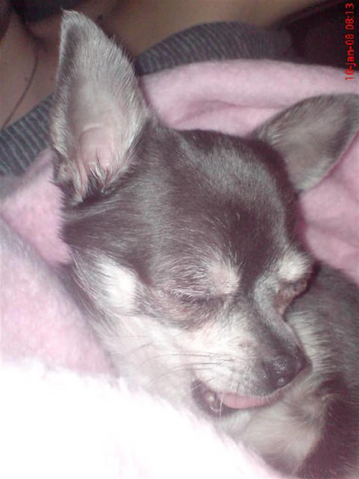 Chihuahua Amàlka billede 4