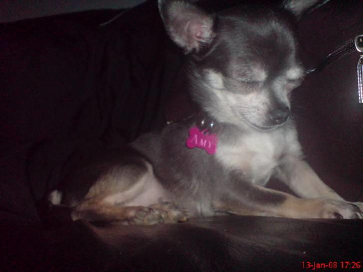 Chihuahua Amàlka billede 5