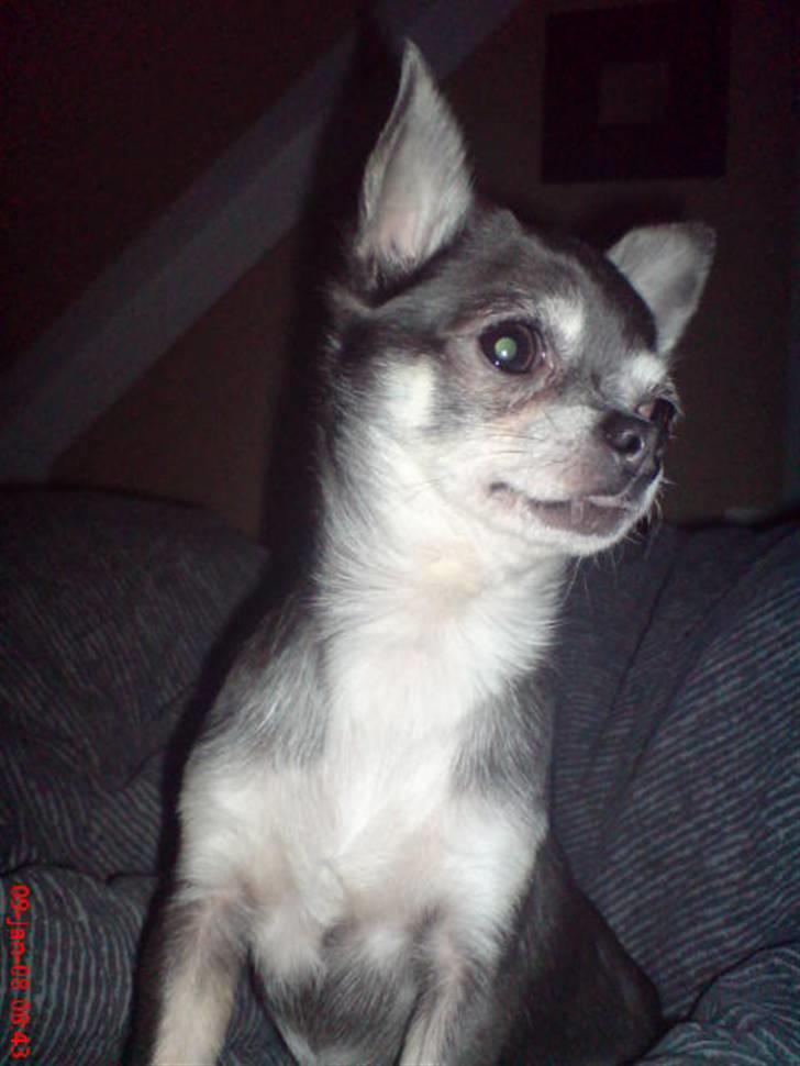 Chihuahua Amàlka billede 7