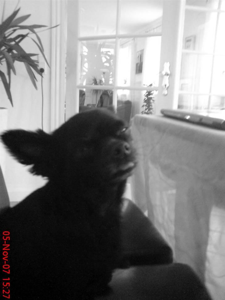 Chihuahua Birkedals Hej Du Lille - Simpelthen SÅ kedeligt når mor skal friske op i min profil på Hundegalleriet .. billede 7