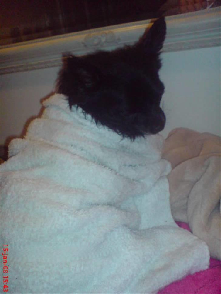 Chihuahua Birkedals Hej Du Lille - Store vaskedag .. Spænende ... billede 8