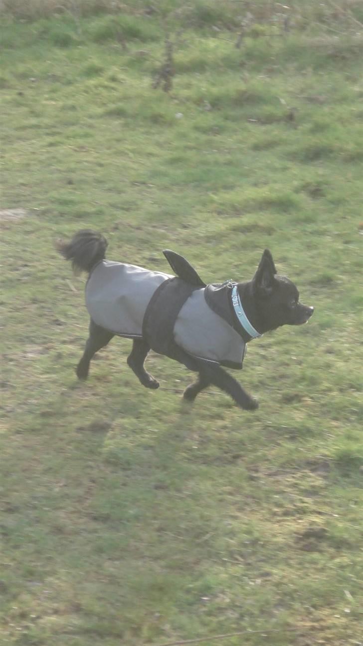 Chihuahua Birkedals Hej Du Lille billede 9