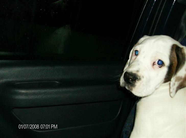 Blanding af racer Terkel billede 1