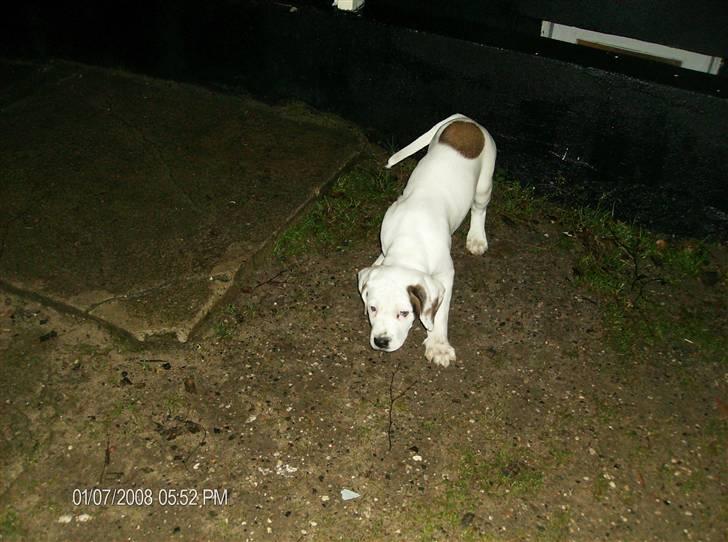 Blanding af racer Terkel billede 2