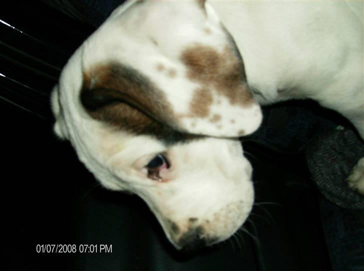 Blanding af racer Terkel billede 3