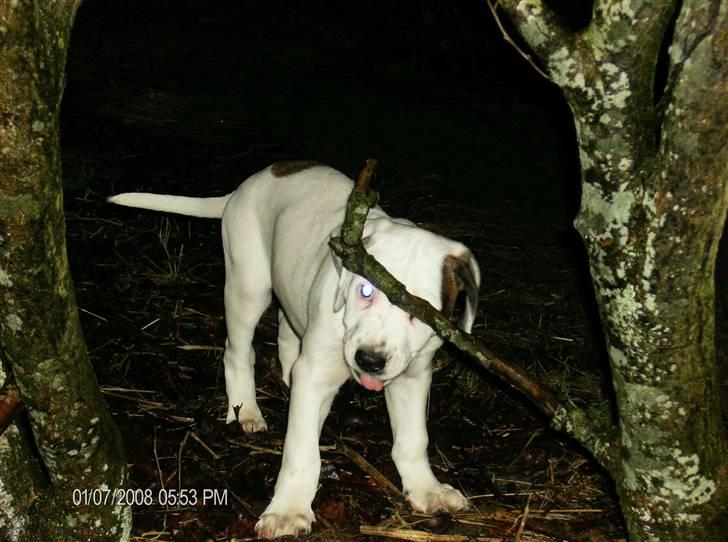 Blanding af racer Terkel billede 4