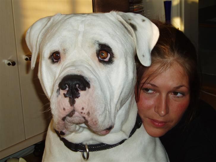 Amerikansk bulldog Dupont RIP - Min mor og mig billede 11