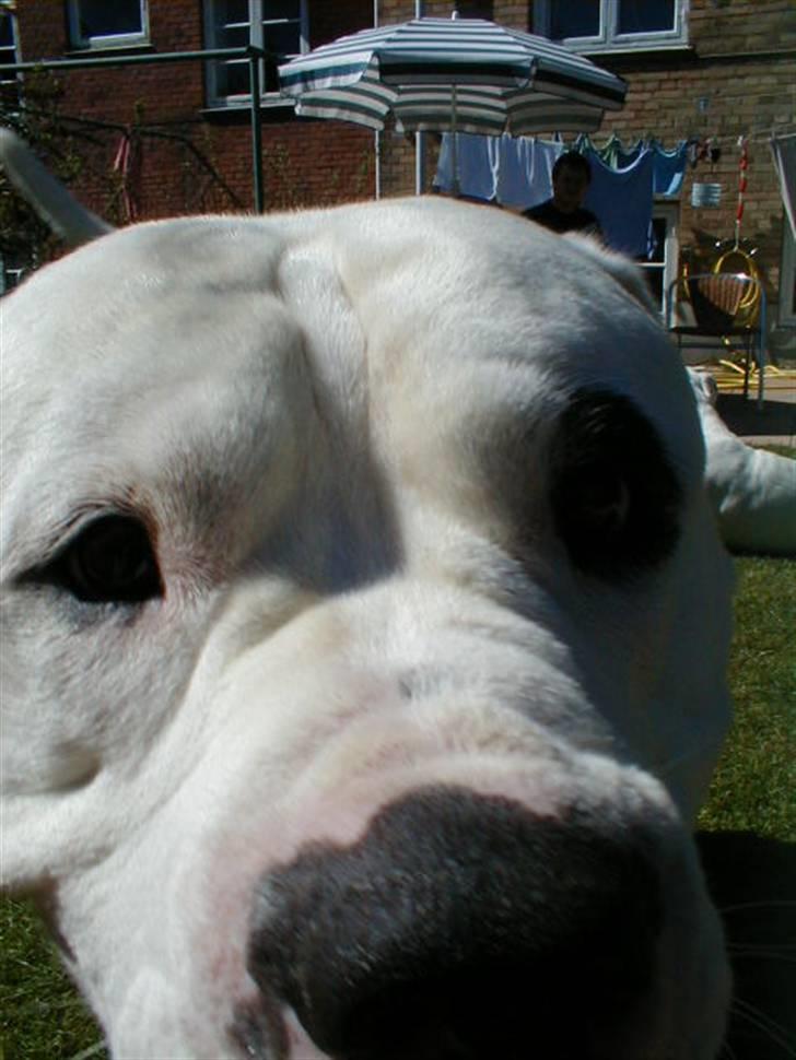 Amerikansk bulldog Dupont RIP - Hej hej billede 12