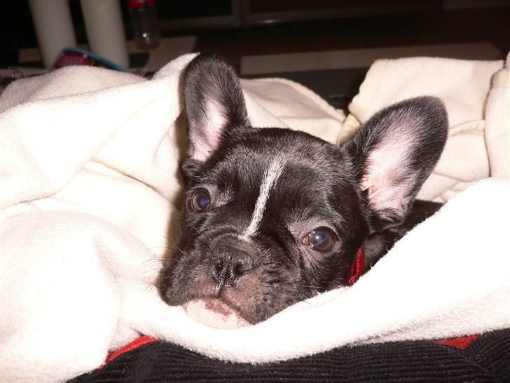 Fransk bulldog Buffy billede 6