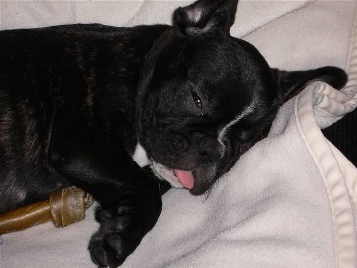 Fransk bulldog Buffy billede 7