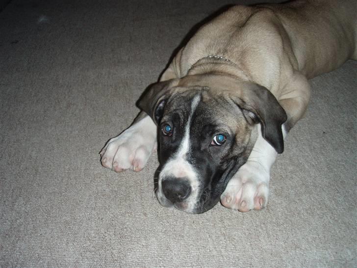 Boerboel Baloo "Abelle`s Atilla" - skal jeg virkelig ud og tisse ?? billede 6