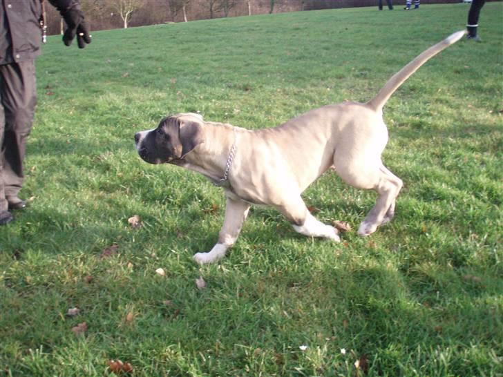 Boerboel Baloo "Abelle`s Atilla" billede 7