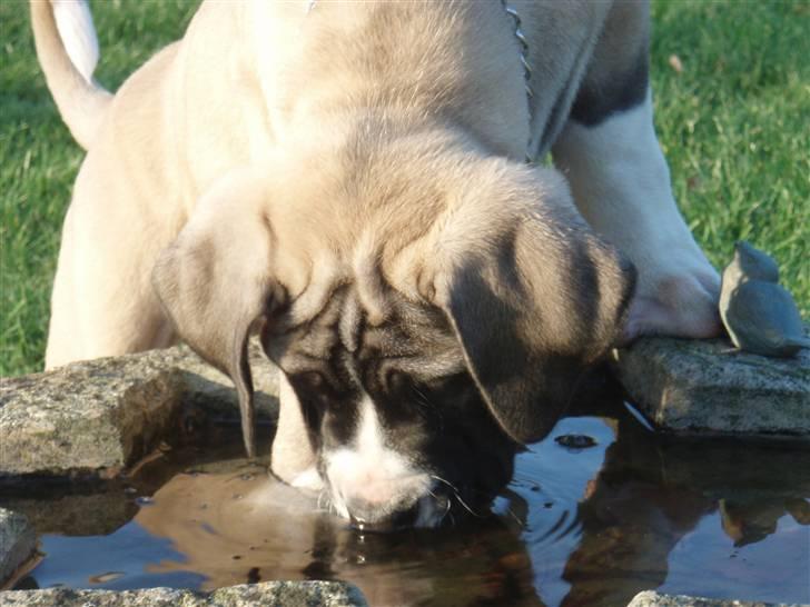 Boerboel Baloo "Abelle`s Atilla" billede 8