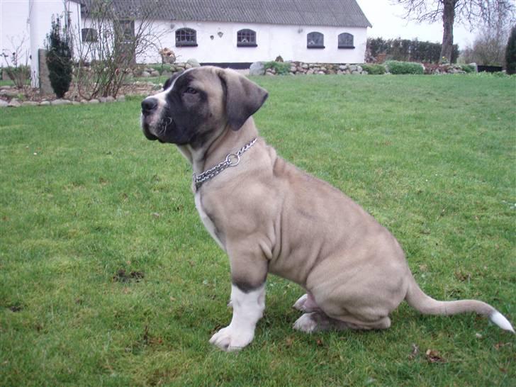 Boerboel Baloo "Abelle`s Atilla" billede 9