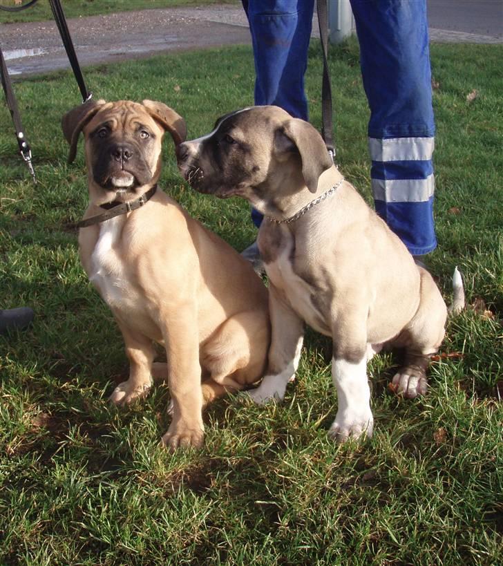 Boerboel Baloo "Abelle`s Atilla" - baloo spørger Toka om de skal være kærester <3 <3<3 <3 billede 10