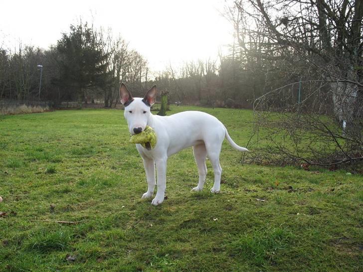 Bullterrier BILLA - Jeg elllllsker haven billede 10