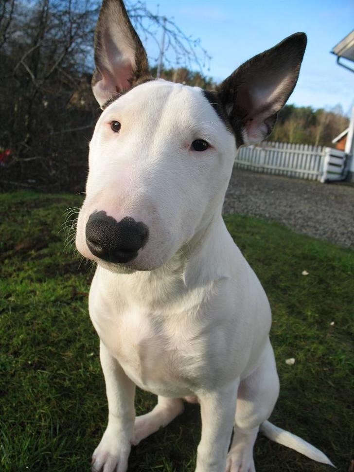 Bullterrier BILLA - så nu er je ca ½ år gammel billede 11