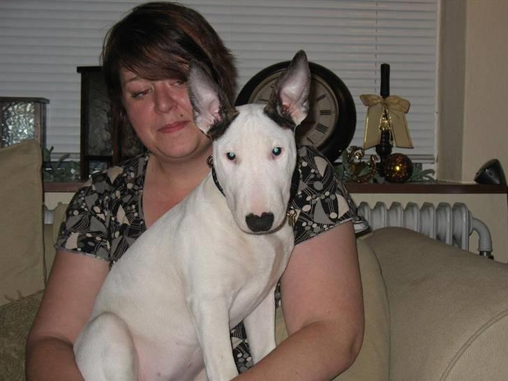 Bullterrier BILLA - Fri nusseri til alle !!! billede 12