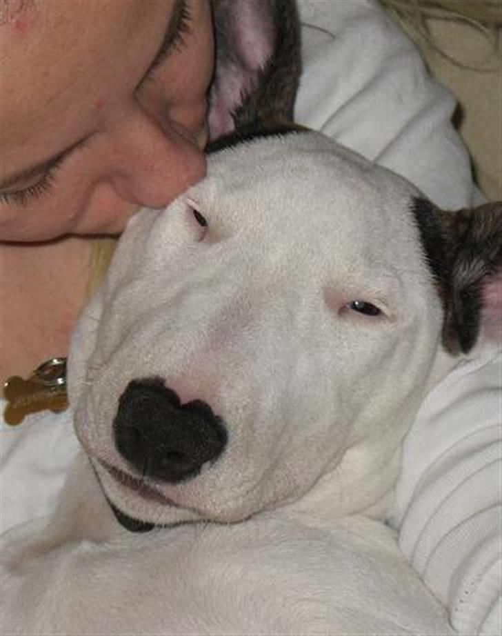 Bullterrier BILLA - min mor elsker mig... billede 14