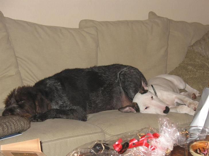 Bullterrier BILLA - vild juleaften... med Ginni billede 15