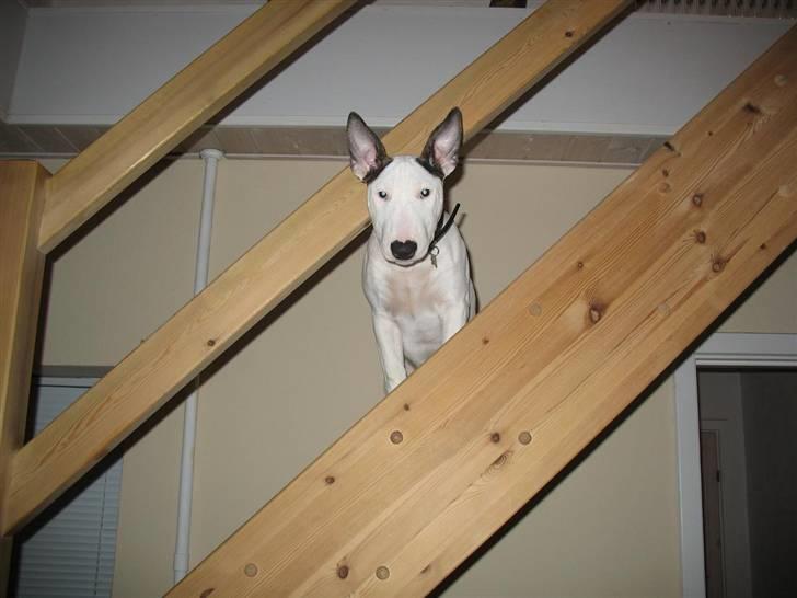 Bullterrier BILLA - Trappen er min ven, herfra kan jeg se alt billede 17