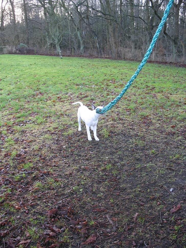 Bullterrier BILLA - mit reb - min have billede 18