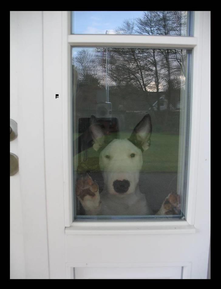 Bullterrier BILLA - Går i uden mig ? billede 19