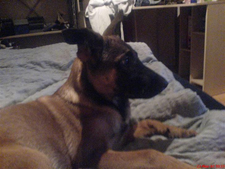 Malinois Tulle R.I.P - Vores vidunderlige Tulle´mus <3 billede 12