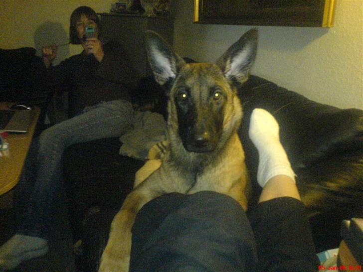 Malinois Tulle R.I.P - Haløjsa billede 13