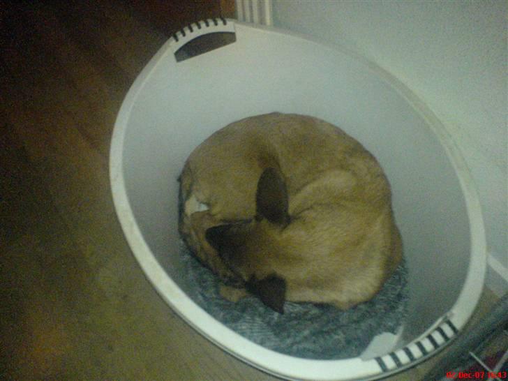 Malinois Tulle R.I.P - Jeg er blevet beskidt Mor, vask mig :D billede 14