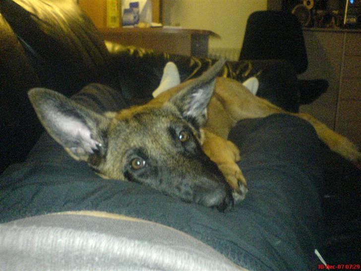 Malinois Tulle R.I.P - Putte humør :) billede 15