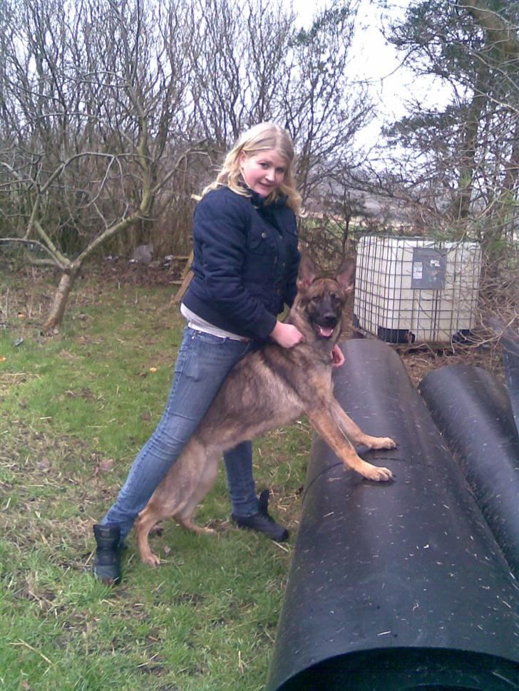 Schæferhund Kila billede 11