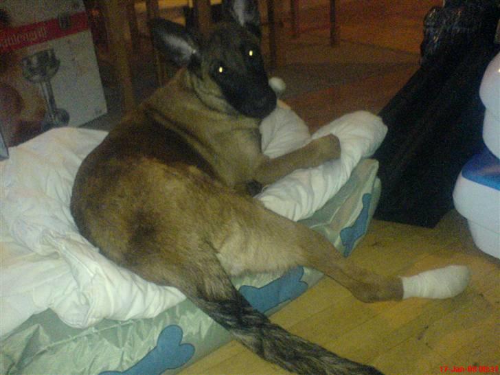 Malinois Tulle R.I.P - Tulle havde skåret sig. Derfor hun har forbinding på poten av :( Dum dag på marken  billede 16
