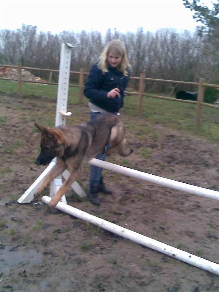 Schæferhund Kila billede 12